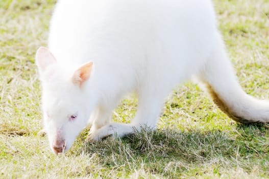 Albino wallaby eating grass with red eyes