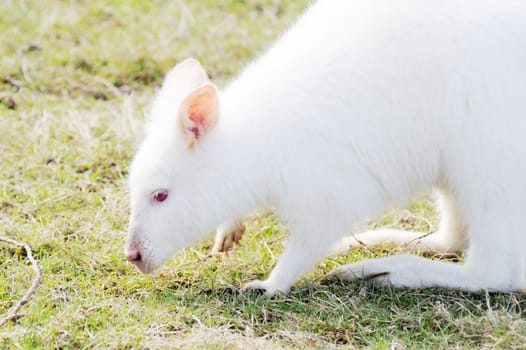 Closeup profile of albino wallaby eating grass