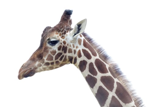 Closeup of giraffe profile of head and neck