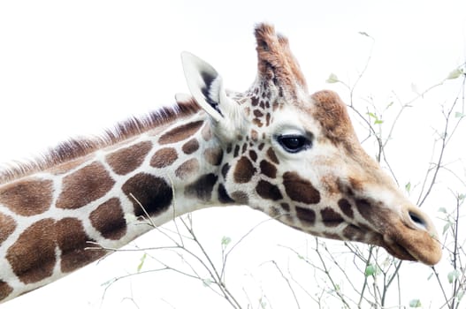 Closeup of giraffe eating leaves showing head detail