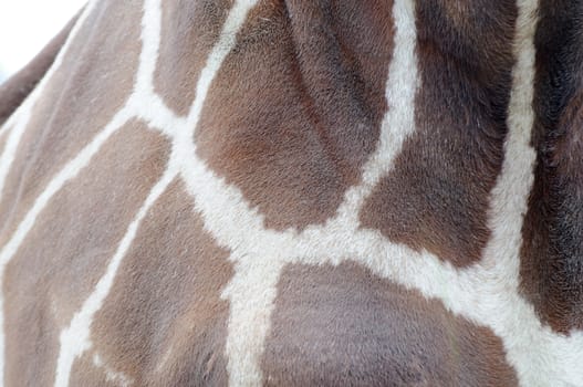 Giraffe abstract fur closeup showing texture for background