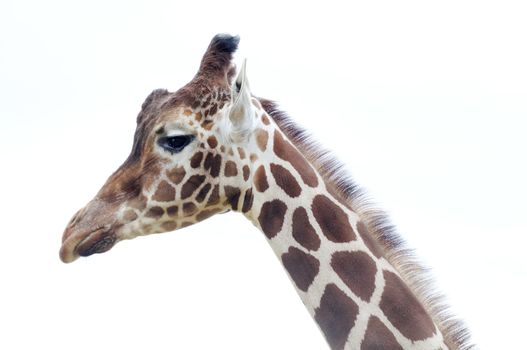 Closeup of giraffe with long neck and head