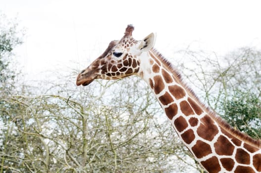 Closeup of giraffe profile head and long neck