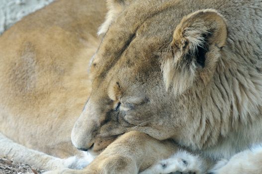 Closeup of female lion sleeping and being lazy