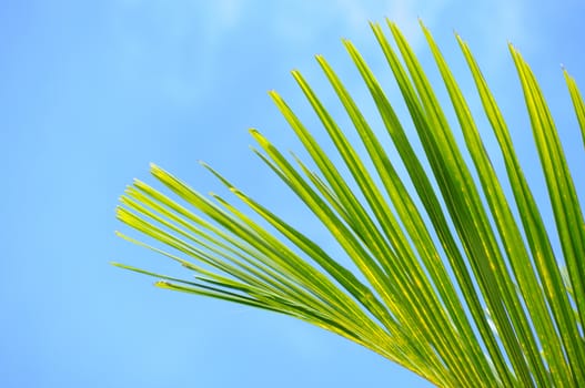 Palmtree branch on cloudy sky