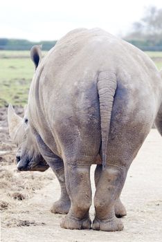 Rhinoceros big rear end showing texture of skin
