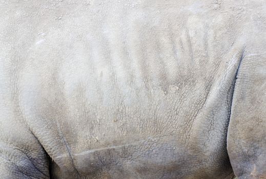 Closeup detail of rhinoceros skin texture for background