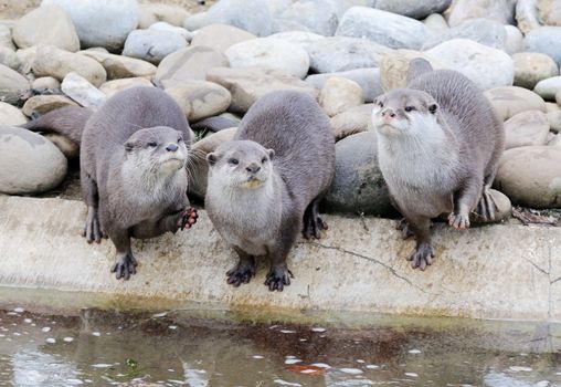 Three cute otters by the water edge
