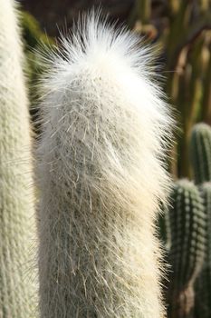 Cephalocereus senelis cactus