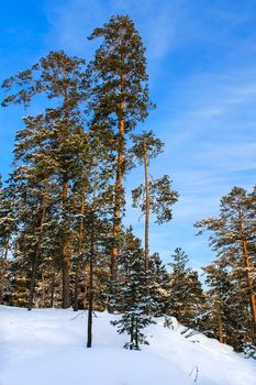 Snowy landscape of trees in the hill in southern Finland