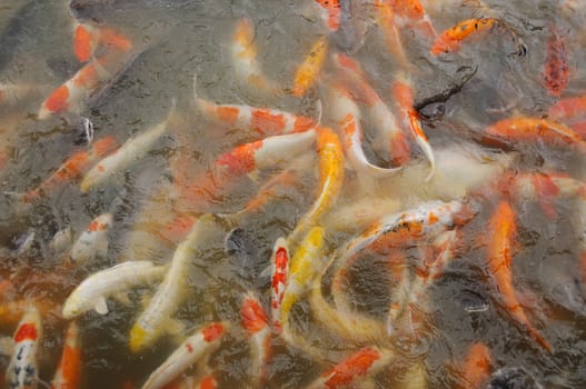 koi carp fish