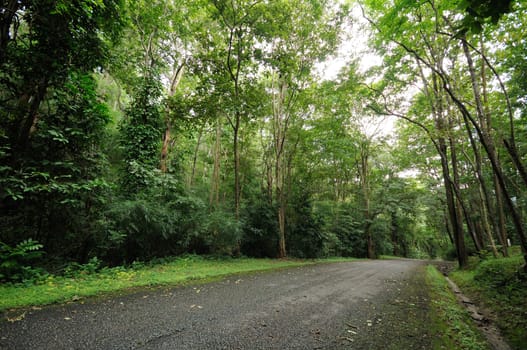 road to the forest