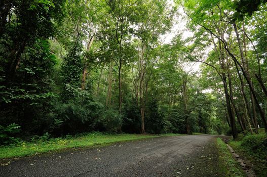 road to the forest