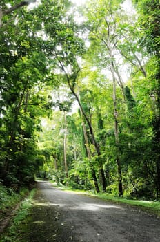 road to the forest