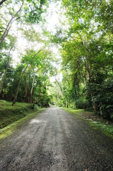 road to the forest