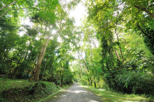 road to the forest