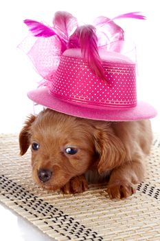 Puppy and a hat with feathers. Puppy in a hat on a rug. Puppy of a decorative doggie. Decorative dog. Puppy of the Petersburg orchid on a white background