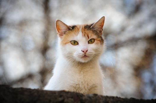 white urban stray cat looking in camera