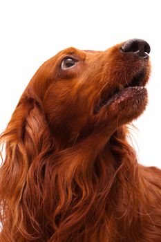 head of the irish setter on a white background