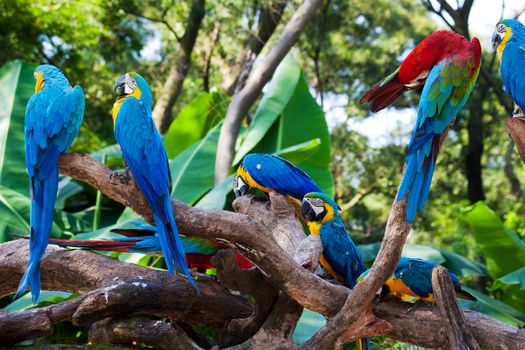 group of beautiful parrots in a tree