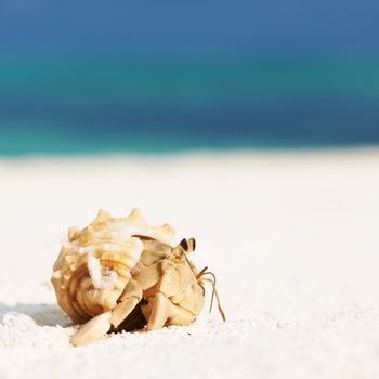 Hermit crab on beach at Maldives