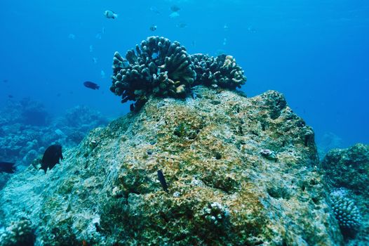 Coral reef at South Ari Atoll, Maldives