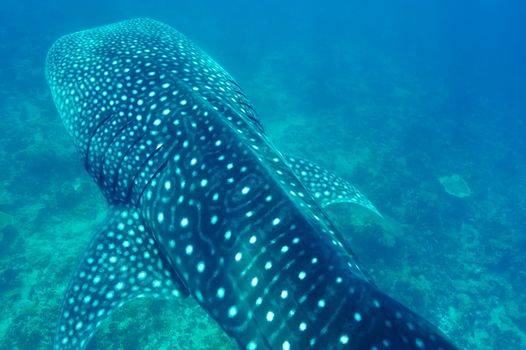 Whale Shark (Rhincodon typus) swimming  in crystal clear blue waters at Maldives