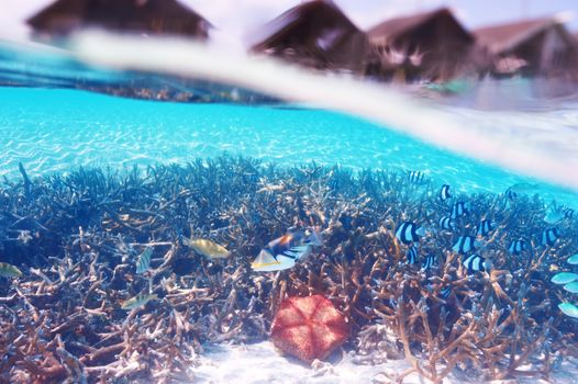 Coral reef at South Ari Atoll, Maldives