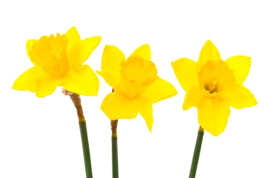 three freshness daffodil on a white background