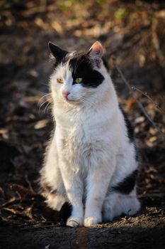 black and white urban stray cat sitting at ground