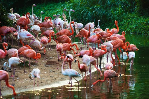 a flock of flamingos on the lake