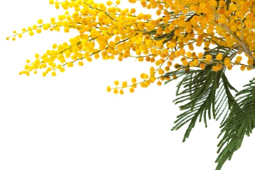 branch of a mimosa on a white background