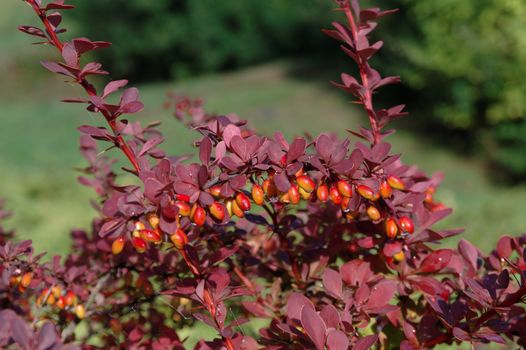 Berberis thunbergii