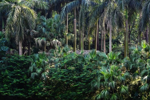 tropical forest with beautiful palm trees