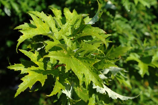 leafs after rain in a sunlight