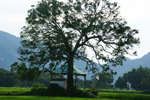 The temple under large tree on rice field with one children walking on