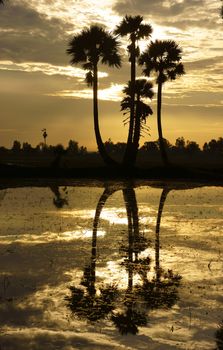 Beautiful landscape of nature with dramatic cloudscape, row of palm trees in silhouette reflect on surface water of river at sunrise