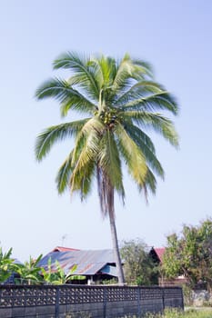 coconut tree grows by a wall and a house in Thailand