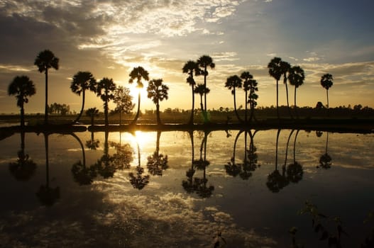 Beautiful landscape of nature with dramatic cloudscape, row of palm trees in silhouette reflect on surface water of river at sunset