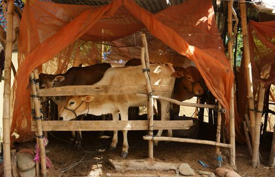 Herd of cows standing in cowshed with mosquito net to protect out mosquitoes