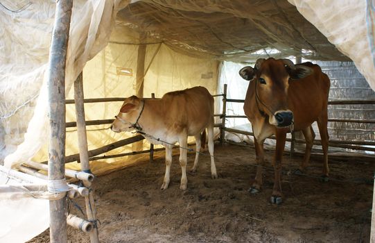Two cows standing in cowshed with mosquito net to protect out mosquitoes