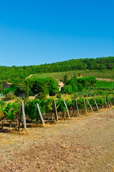 Hill of Tuscany with Vineyard in the Chianti Region