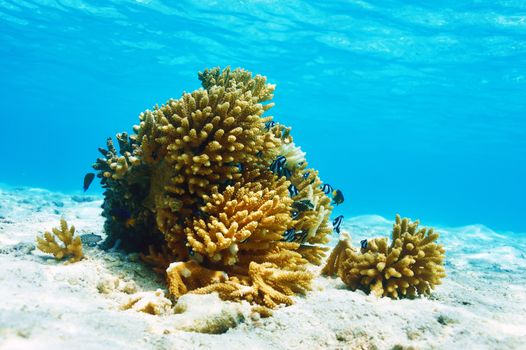 Coral reef at South Ari Atoll, Maldives