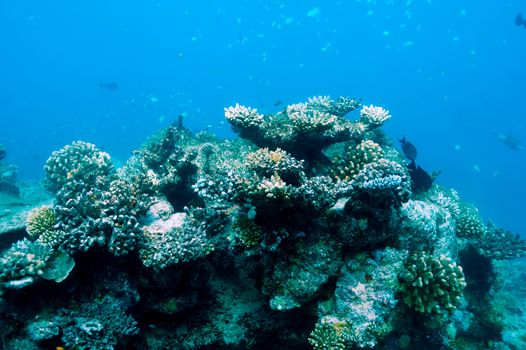 Coral reef at South Ari Atoll, Maldives