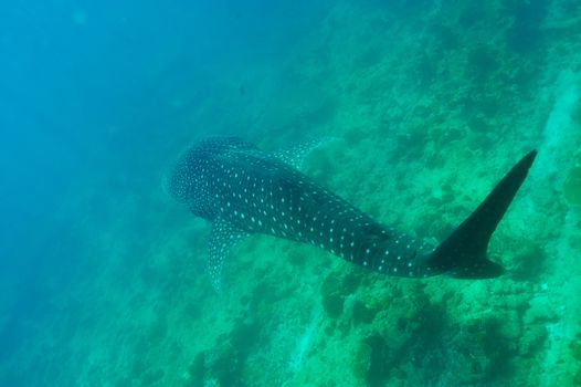 Whale Shark (Rhincodon typus) swimming  in crystal clear blue waters at Maldives