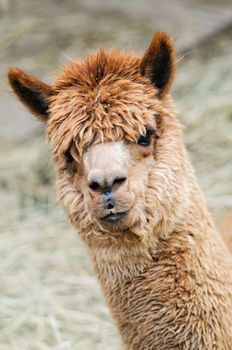 Head of a curious brown alpaca looking at the camera