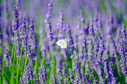 Small white butterfly in a lavender field