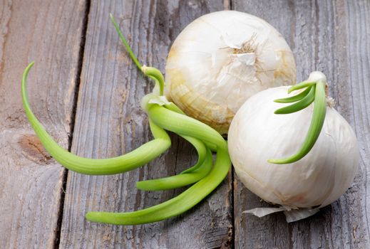 Two Big White Onions Sprouted with New Green Stems isolated on Rustic Wooden background