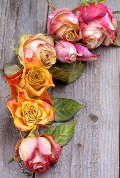 Border Arrangement of Beauty Colorful Withered Roses with Leafs closeup on Rustic Wooden background