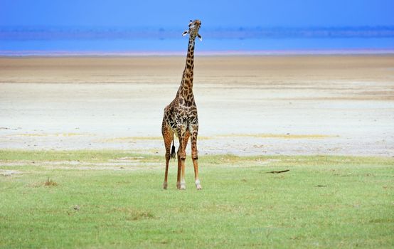 giraffe in tanzanian national park